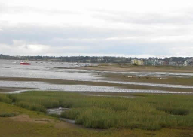 Grassy area at the edge of the beach