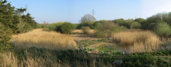 Long grass at the edge of a river