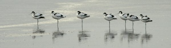 A group of Avocets standing in the water