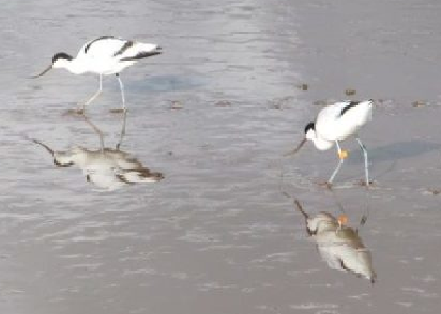 Two birds feeding in wet sand