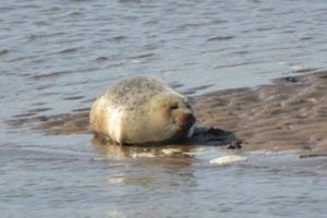 Grey seal