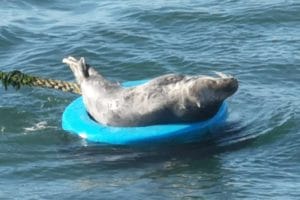 Seal lounging on a mooring