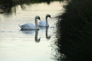 Two swans swimming on a river