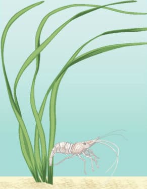 picture of eelgrass