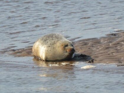 Grey seal