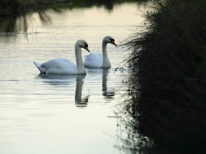 Two swans swimming on a river